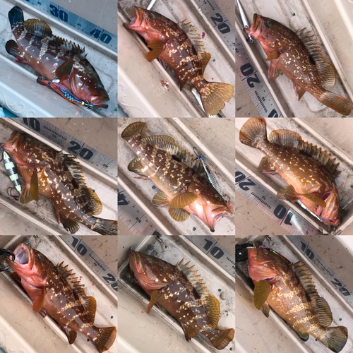 ゴムボート釣り。キジハタ入食い18キャッチ。(SeaWalk Light Jigging 64ML) ゴムボート釣り。キジハタ入食い18キャッチ。(SeaWalk Light Jigging 64ML)