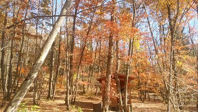 NAPiの森で紅葉を楽しんできました NAPiの森で紅葉を楽しんできました