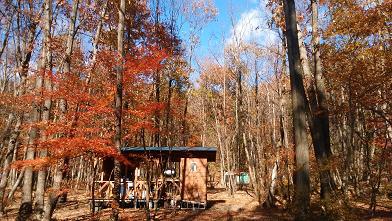 NAPiの森で紅葉を楽しんできました NAPiの森で紅葉を楽しんできました
