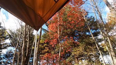 NAPiの森で紅葉を楽しんできました NAPiの森で紅葉を楽しんできました