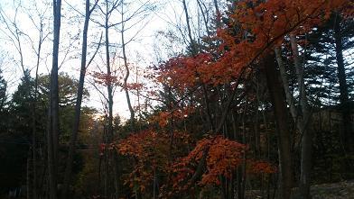 NAPiの森で紅葉を楽しんできました NAPiの森で紅葉を楽しんできました