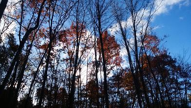 NAPiの森で紅葉を楽しんできました NAPiの森で紅葉を楽しんできました