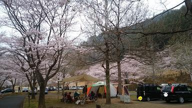 松田川ダムでお花見キャンプ