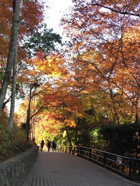 平日、秋の高尾山! 平日、秋の高尾山!