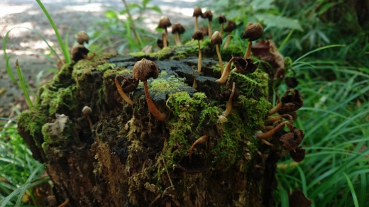道志の森 晴れキャンプ 道志の森 晴れキャンプ