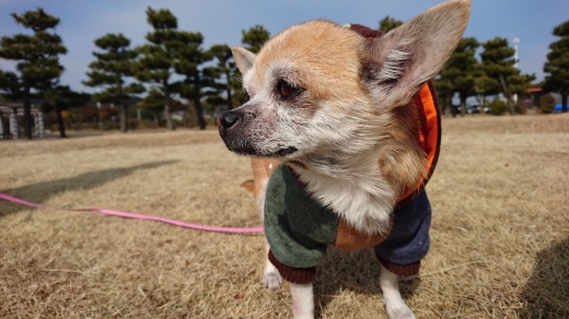 あんこう Panzer vor! あんこう Panzer vor!