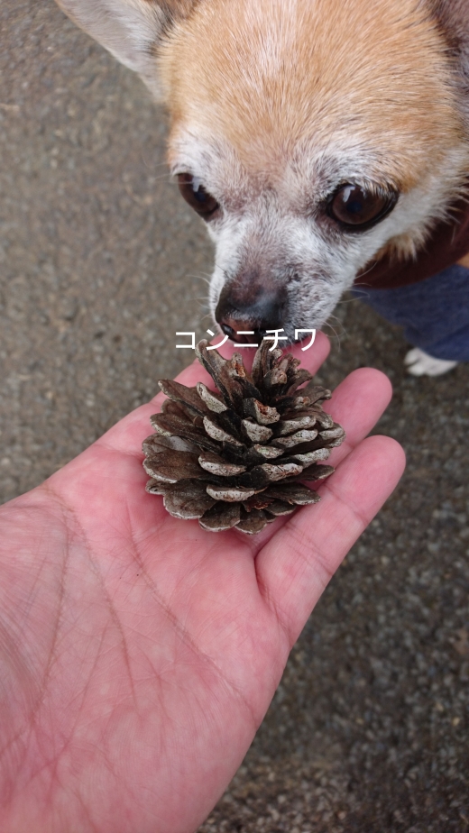 あんこう Panzer vor! あんこう Panzer vor!