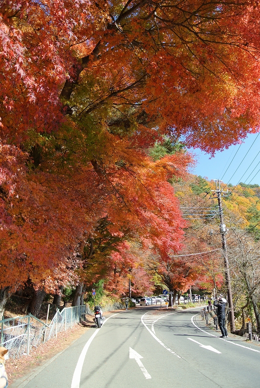 晩秋の西湖自由キャンプ場 晩秋の西湖自由キャンプ場