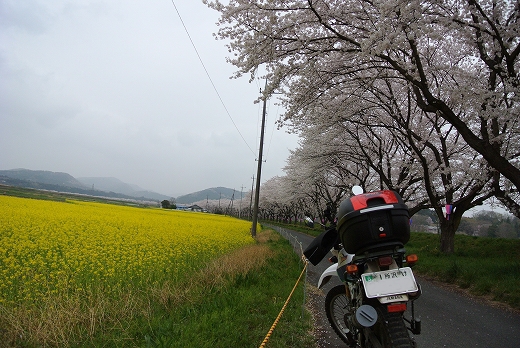 雨の 桜並木 雨の 桜並木