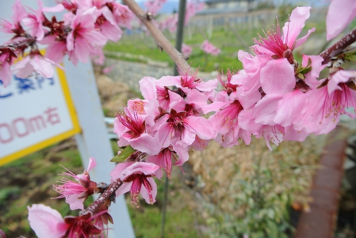 この値段設定は 無いなぁ この値段設定は 無いなぁ