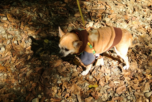 道志の森 晴れキャンプ 道志の森 晴れキャンプ