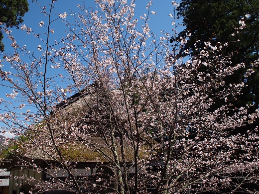 戸隠神社 戸隠神社