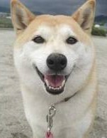 今更ながらシイラとはなんぞや?