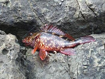俺の完敗だ!さらば!ワンコバナー!そして・・・・