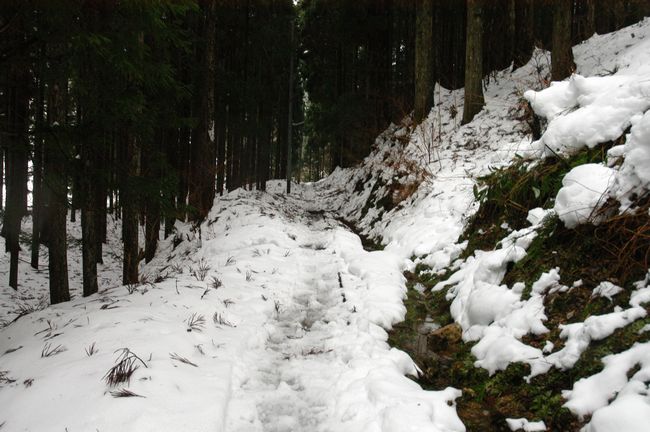 雪の芦生散歩　その１　ヽ(･_･)1v