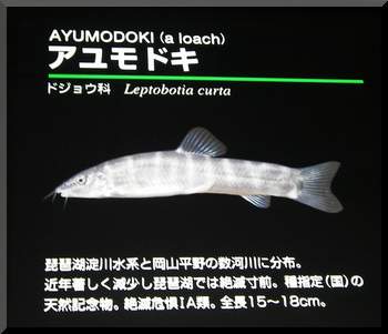 琵琶湖博物館～淡水魚の宝庫へ　Ⅱ