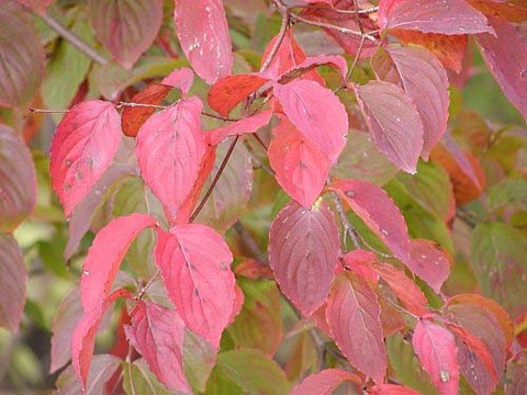 山帽子の紅葉きれい♪