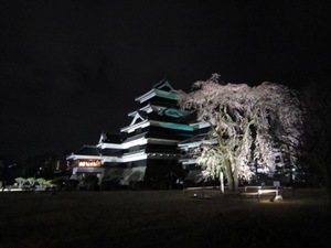桜満開！松本城