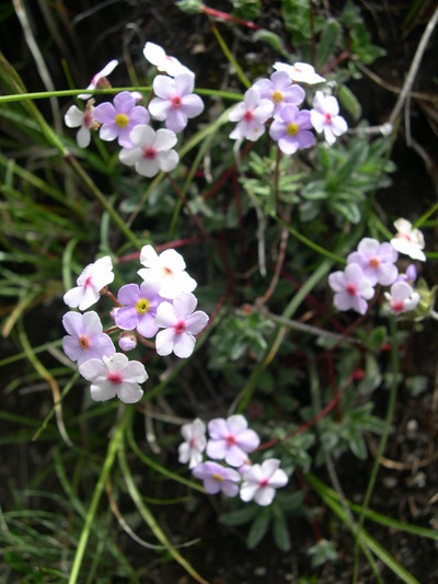 ヒマラヤに咲く　サクラソウ科の花