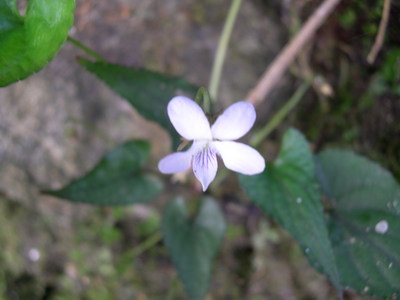 ヒマラヤに咲く　スミレ科の花