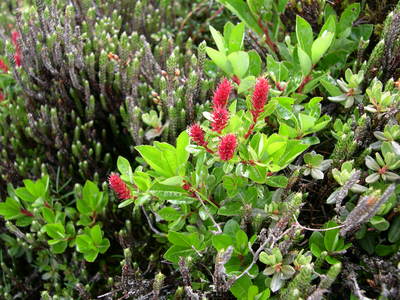 ヒマラヤに咲く　ヤナギ科の花
