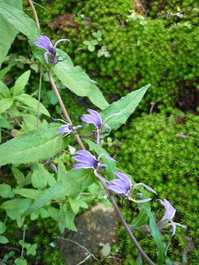 秋 ヒマラヤの高山植物