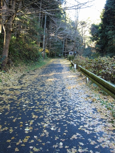秋のぶら散歩 3 もう初冬ですが
