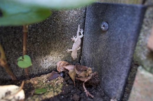 蜘蛛の巣