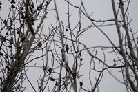 探鳥会