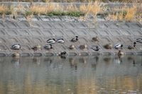 探鳥会