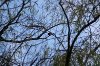 探鳥会