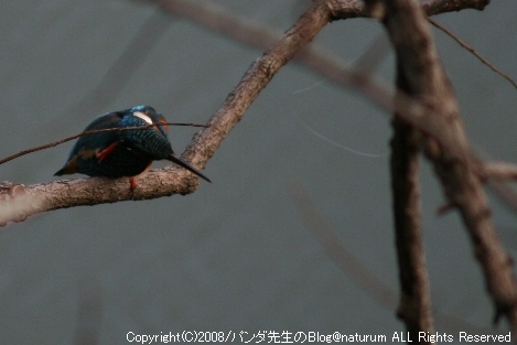 セルフ探鳥会080113