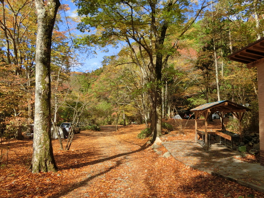 2016年紅葉状況　道志の森キャンプ場