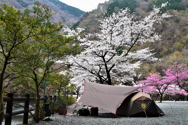 紅白花見に夜桜ソロキャンプ