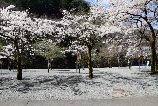 紅白花見に夜桜ソロキャンプ