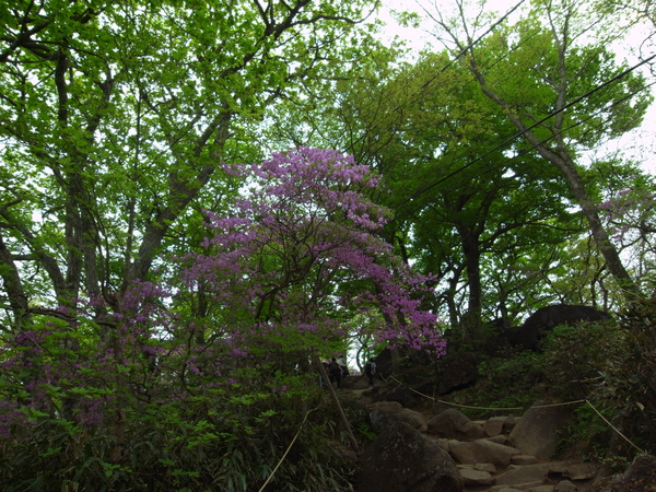 皐月の筑波山 皐月の筑波山