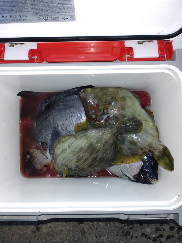 かぶせ釣りでカワハギ かぶせ釣りでカワハギ