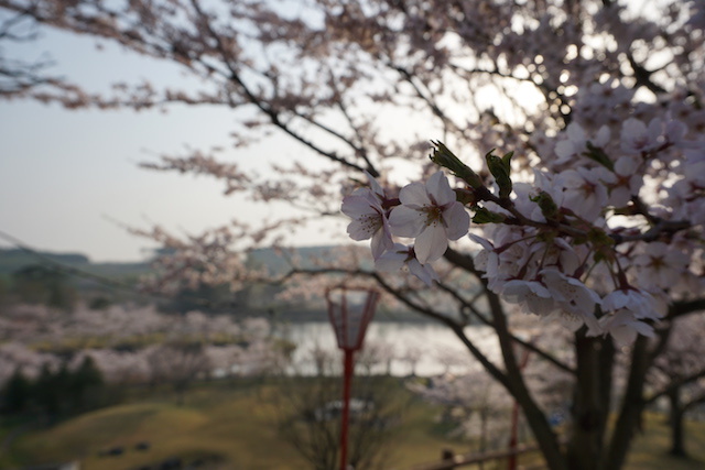 【朝のコーヒータイム】桜と淹れたてコーヒーな休日