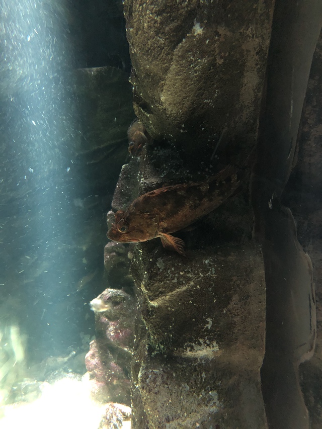 【水族館】ロックフィッシュを観察する 【水族館】ロックフィッシュを観察する