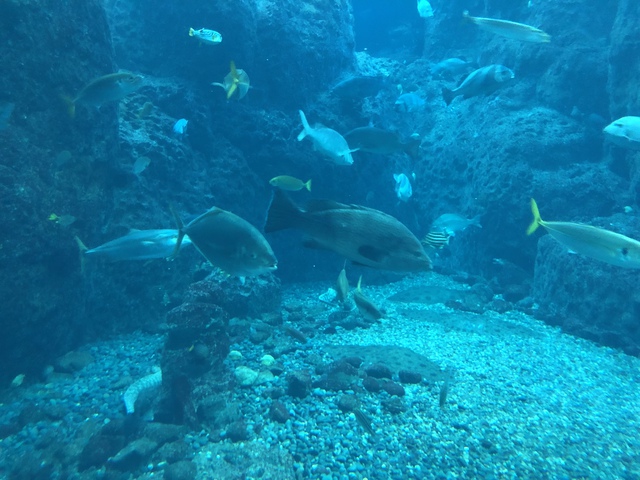 【水族館】ロックフィッシュを観察する 【水族館】ロックフィッシュを観察する