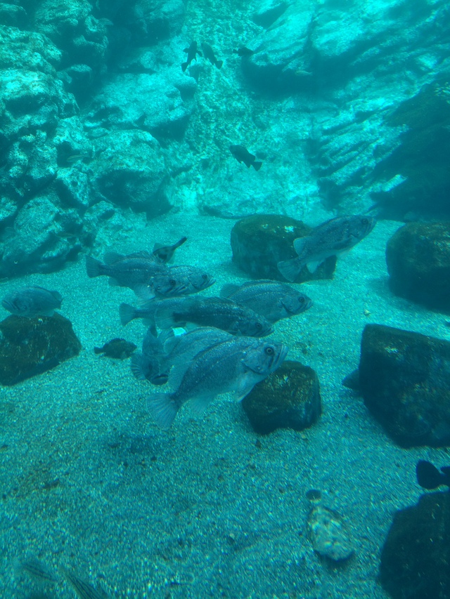 【水族館】ロックフィッシュを観察する 【水族館】ロックフィッシュを観察する
