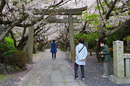 桜咲く　しまなみ海道