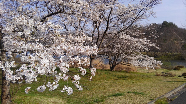 春、桜満開キャンプ