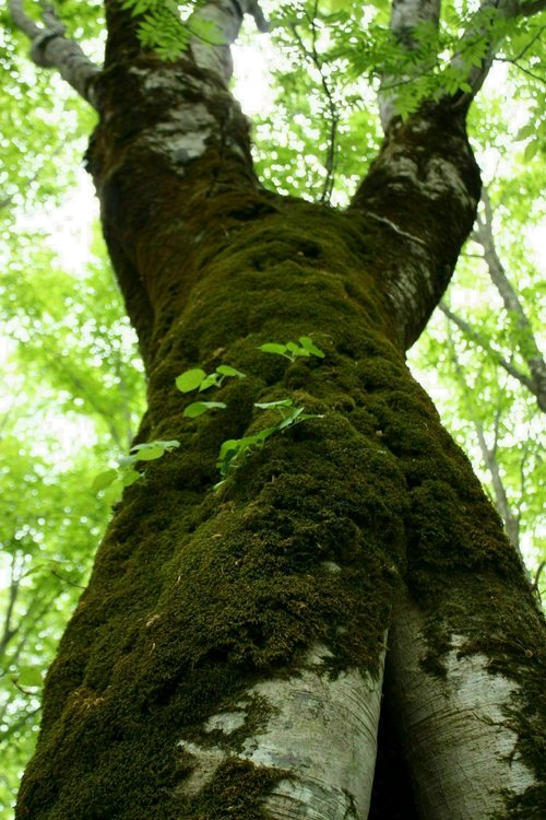磐梯山登頂①