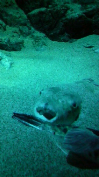 夜の水族館