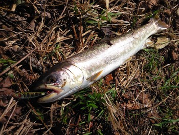 GW最終釣行! 結果釣果報告…(汗)