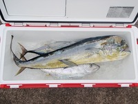 Yellowfin TUNA !