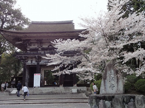 桜満開