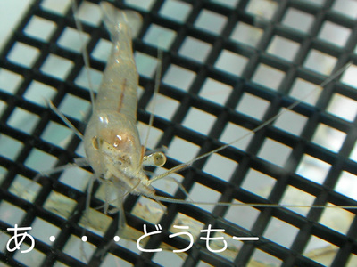 1/1 あけましておめでとうございます。