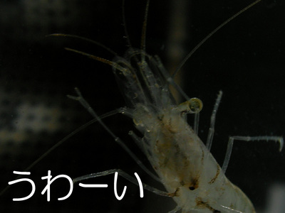 1/1 あけましておめでとうございます。